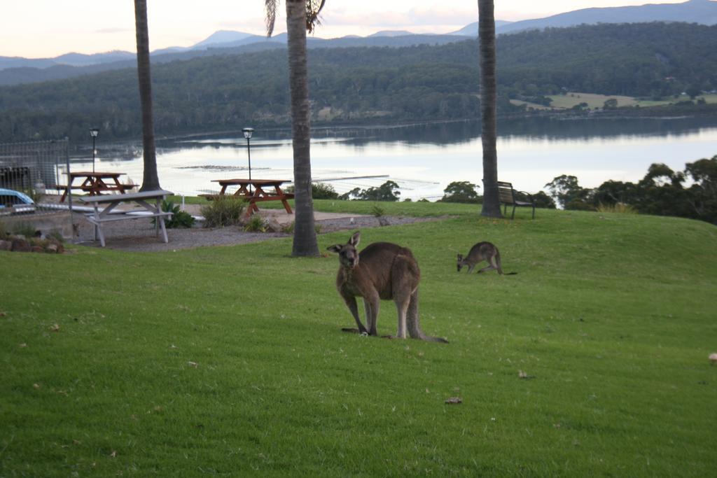 Norfolk Pines Motel Merimbula Zewnętrze zdjęcie