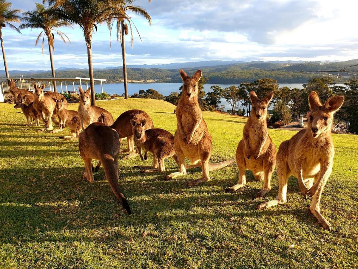 Norfolk Pines Motel Merimbula Zewnętrze zdjęcie