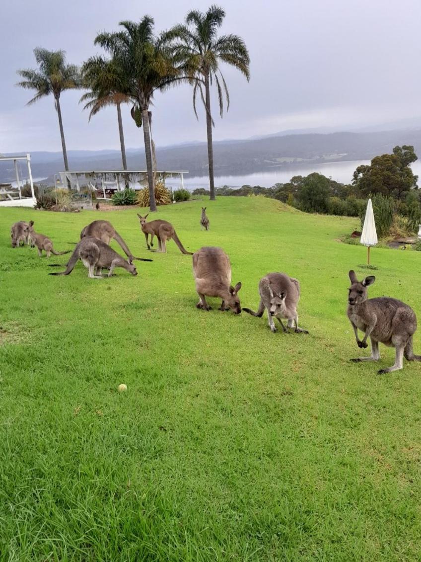 Norfolk Pines Motel Merimbula Zewnętrze zdjęcie