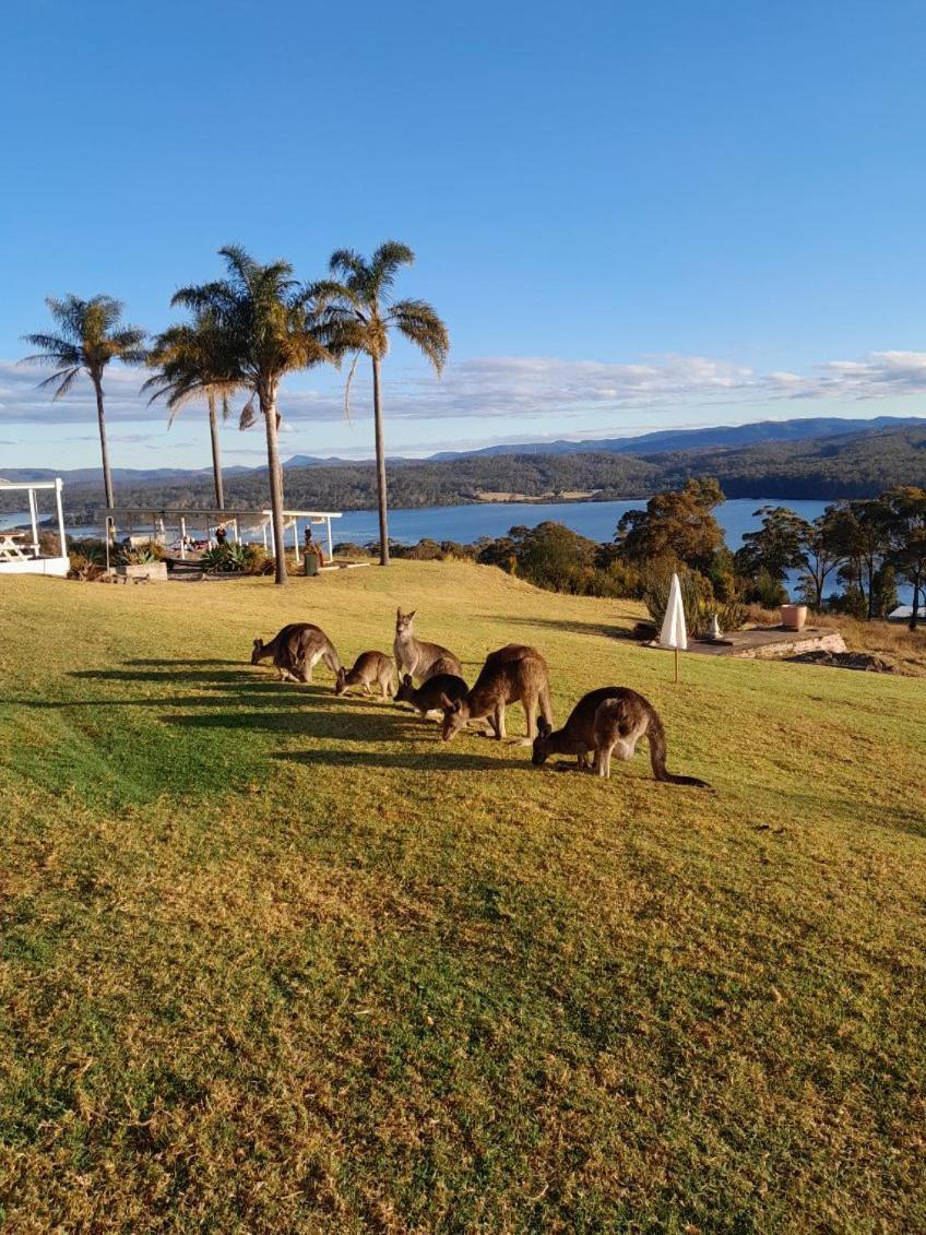 Norfolk Pines Motel Merimbula Zewnętrze zdjęcie