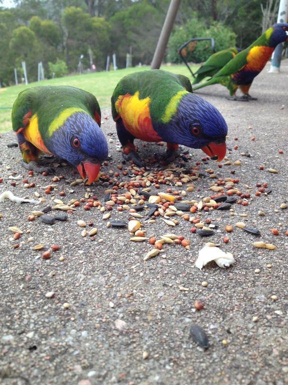 Norfolk Pines Motel Merimbula Zewnętrze zdjęcie