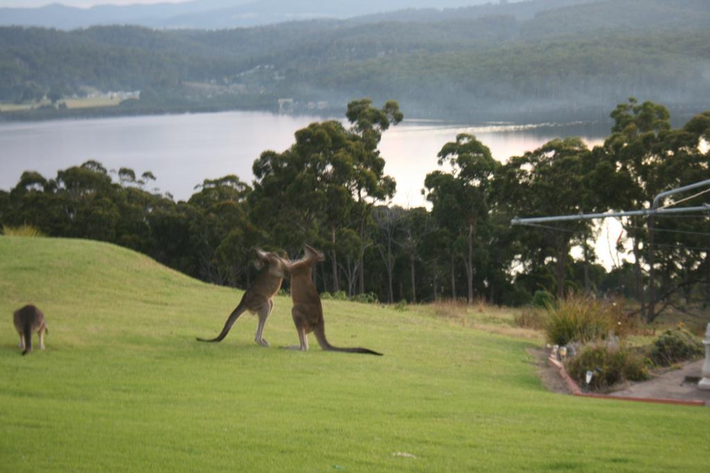 Norfolk Pines Motel Merimbula Zewnętrze zdjęcie