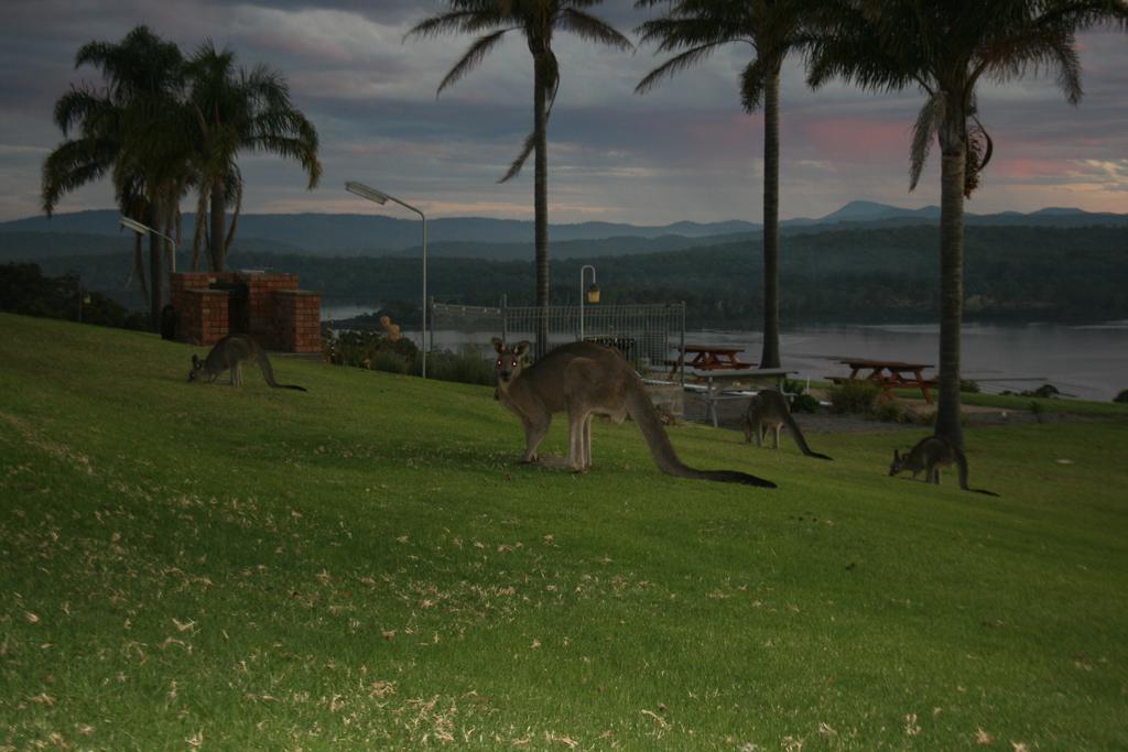 Norfolk Pines Motel Merimbula Zewnętrze zdjęcie